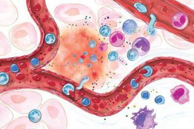 Delovanje bosvelije na vnete predele telesa